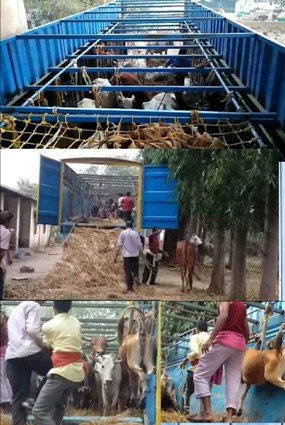 ପୁଣି ୪ଟି ଗୋରୁ ବୋଝେଇ କଣ୍ଟେନର ଜବତ