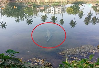 ପୁରୀ ମୁଖ୍ୟ କେନାଲରେ କୁମ୍ଭୀର ଆତଙ୍କ, ଭୟରେ ସ୍ଥାନୀୟ ବାସିନ୍ଦା