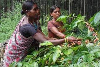 ଖୁସି ଖବର, ରାଜ୍ୟରେ କଫି ମିଶନ ଖୁବ୍ ଶୀଘ୍ର