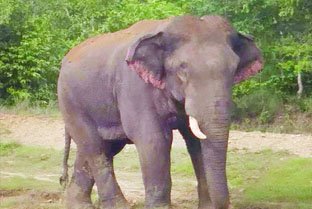 ହିନ୍ଦୋଳରେ ହାତୀ ଉତ୍ପାତ: ଆଜି ପୁଣି ଜଣେ ବୃଦ୍ଧଙ୍କ ପ୍ରାଣହାନି