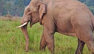 ଦନ୍ତା ଆକ୍ରମଣରେ ବୃଦ୍ଧ ମୃତ